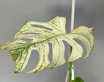 Buntes Monstera Teufelsmonster, 6 "Topf, seltene Pflanze - Etsy sterreich