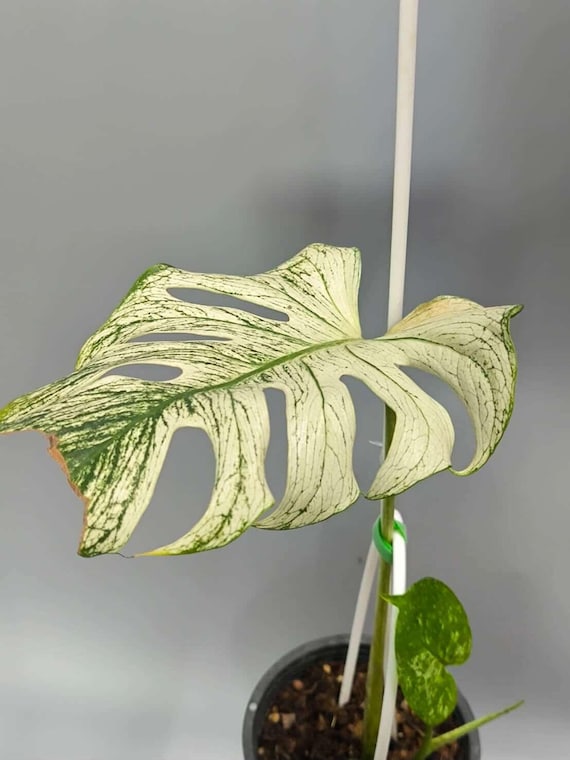 Variegated Monstera Devil Monster, 6