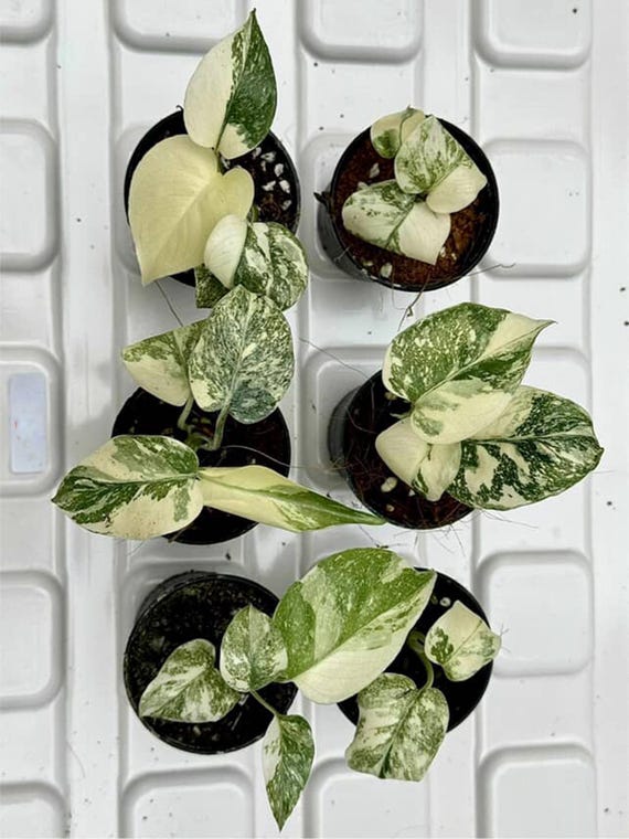 Legacy Variegated Monstera Deliciosa | Set of 6 Starter Plants - Etsy