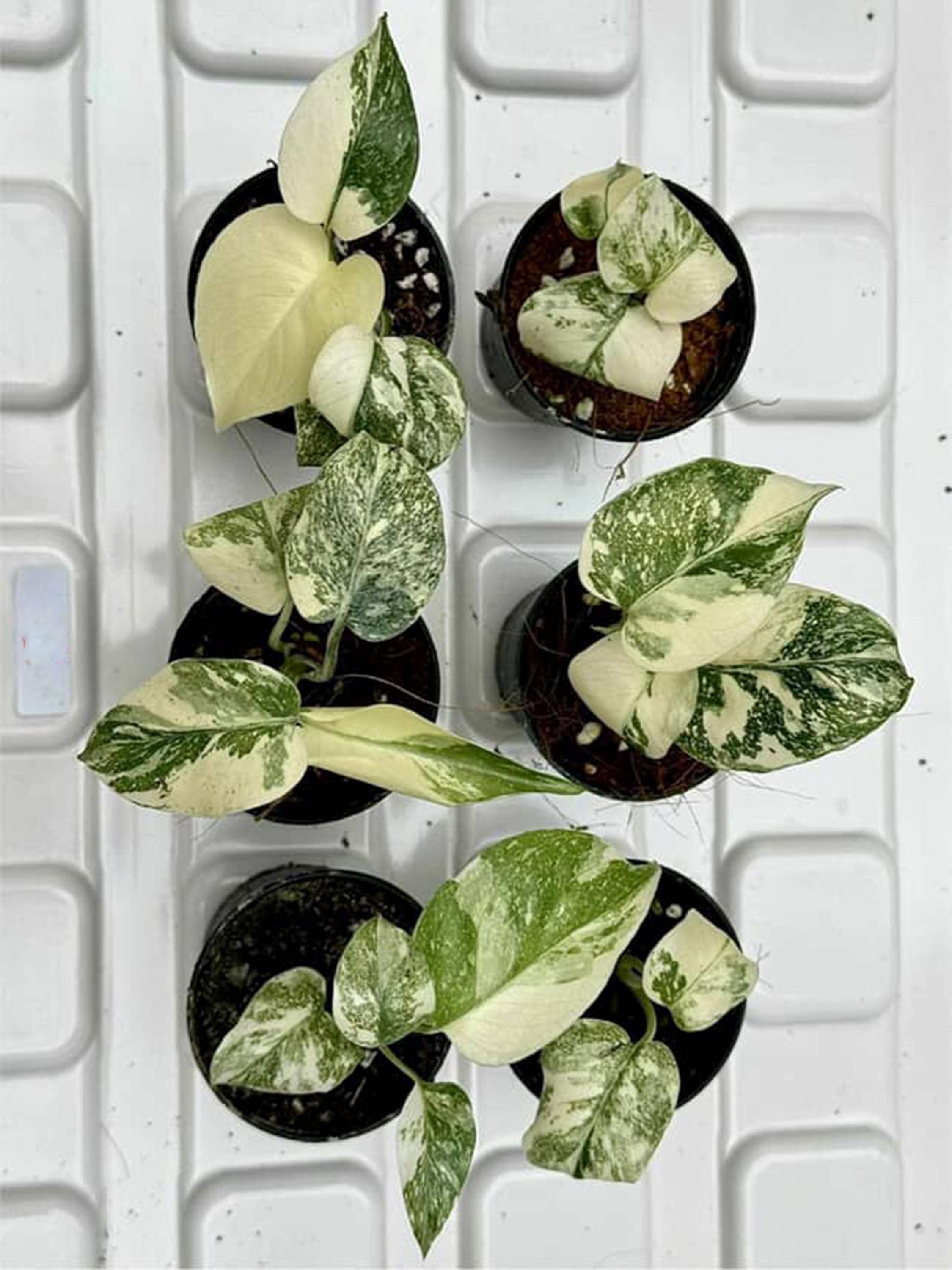 Legacy Variegated Monstera Deliciosa | Set of 6 Starter Plants - Etsy