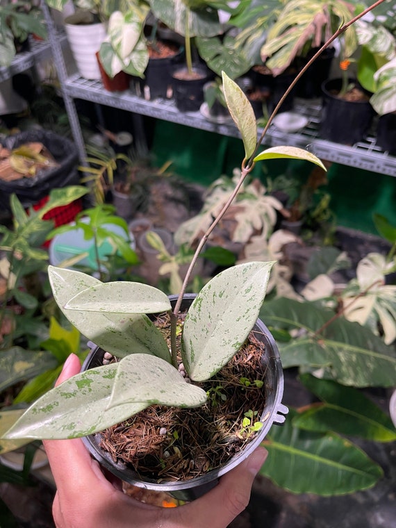 Hoya Pubicalyx Pink Silver Ghost Rare Plant, M Size - Etsy Hoya Pubicalyx Pink Silver Ghost Rare Plant, M Size - Etsy