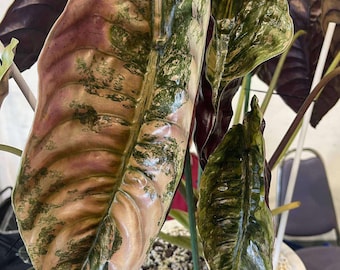 5 アロカシア シャントリエリ ピンク 斑入り 球根 珍しい 屋内