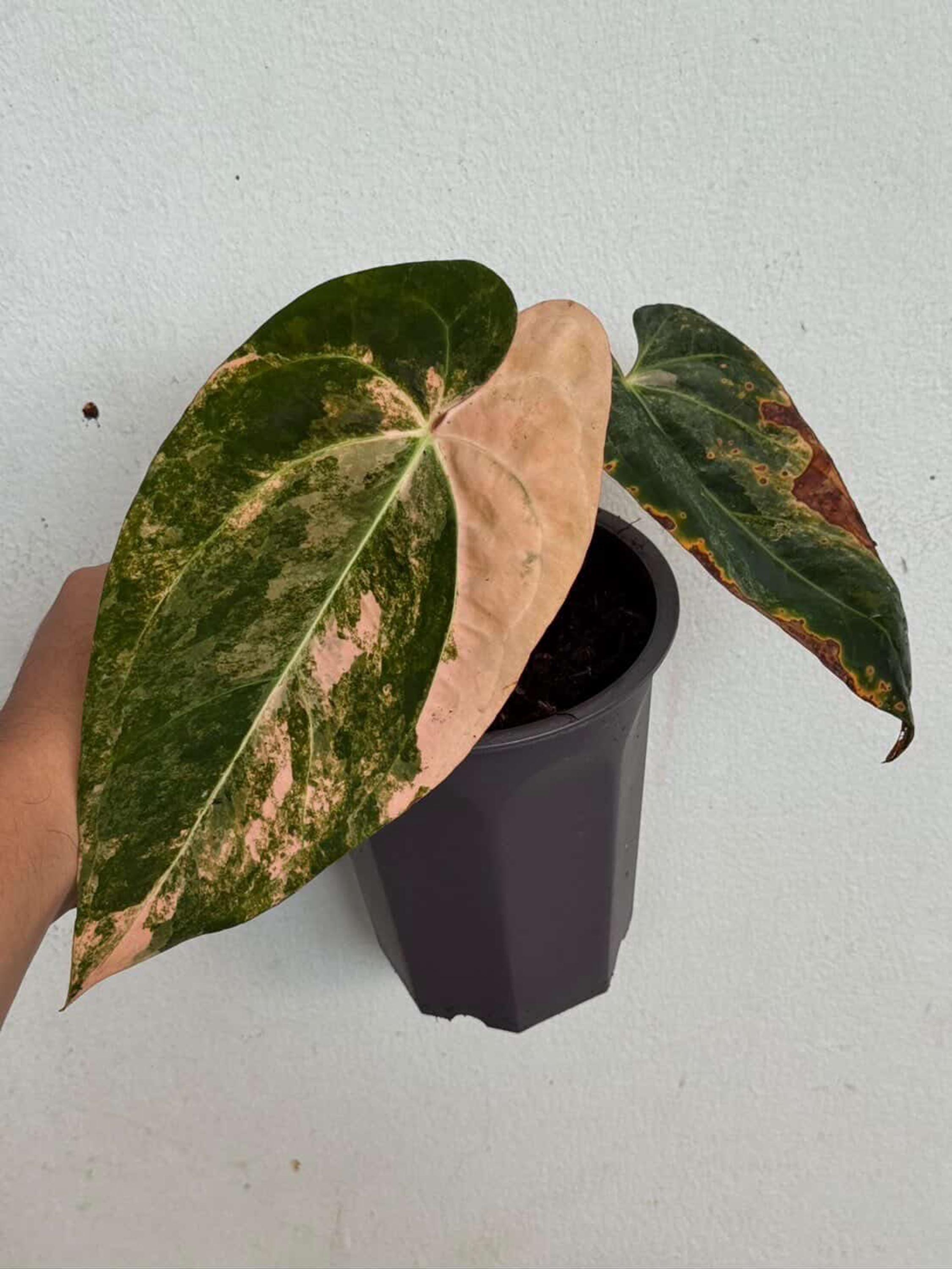Anthurium Pap Var. X RL (ralph Lynam), Rare Live Plant 6