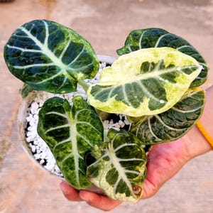 Planta de inicio variegada Alocasia Ninja: buena variegación: elección del cultivador