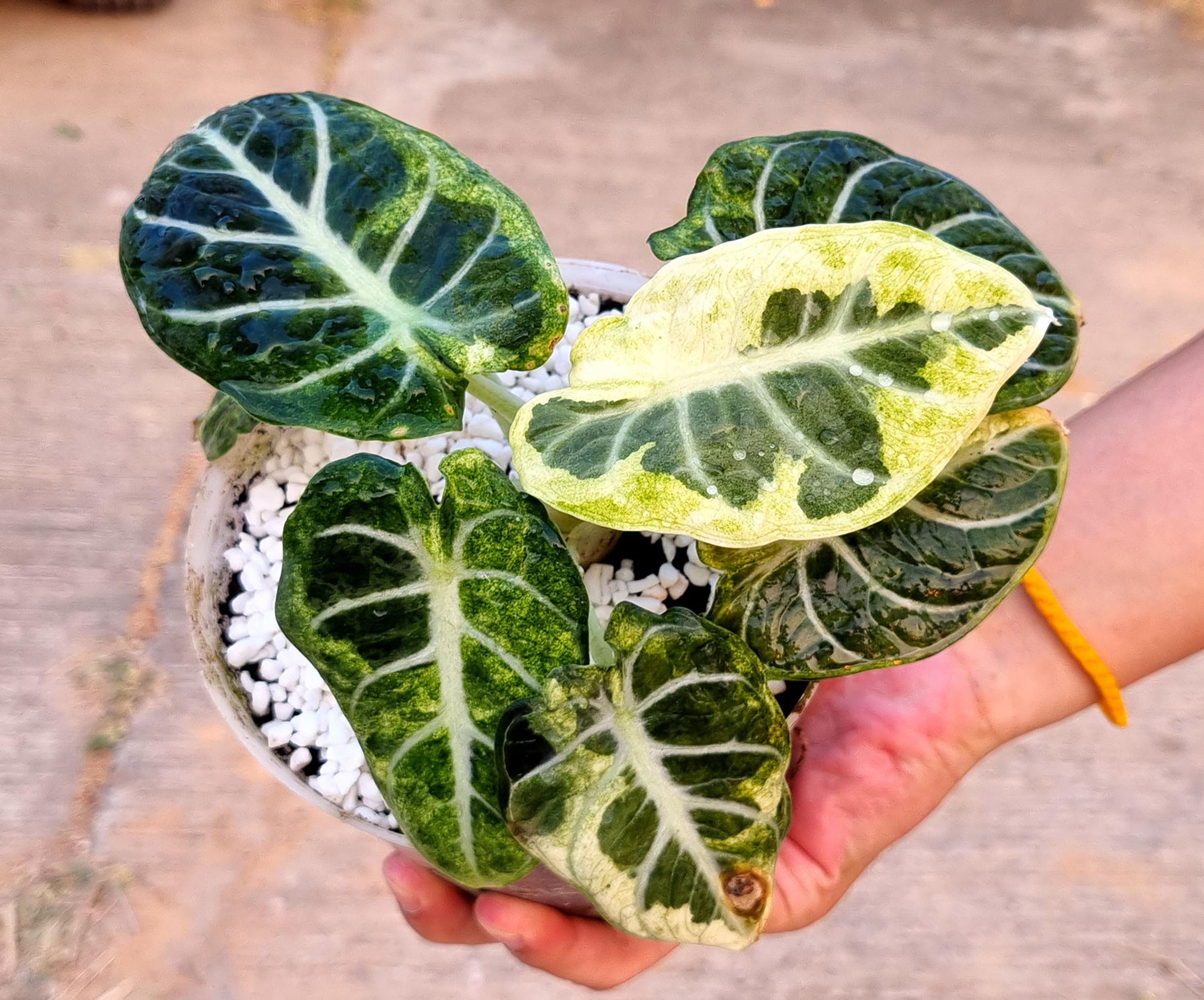 Alocasia Ninja Variegated Starter Plant Well Variegation