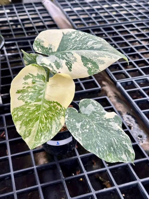 opuntia plant Opuntia Varieties aka Nopales Ornamental Cuttings 6 lbs Assorted opuntias