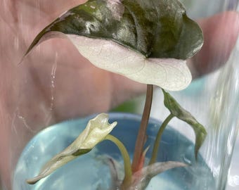 斑入りピンクアロカシア・シャントリエリ - 組織培養植物 - Etsy 日本