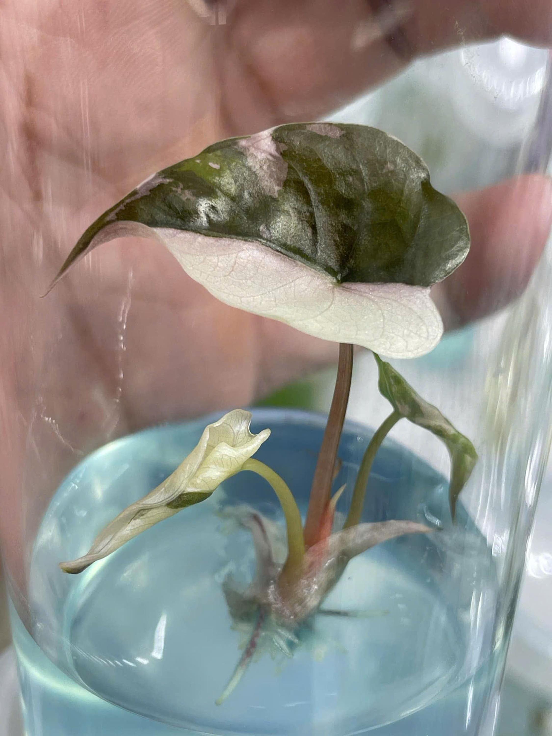 斑入りピンクアロカシア・シャントリエリ - 組織培養植物 - Etsy 日本