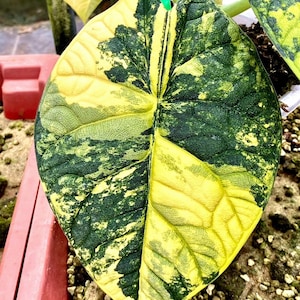Alocasia Melo Aurea variegated Tissue Culture Rare Plant - High variegation Grower&#39;s choice (1 Plant/Glass Bottle, Bag)