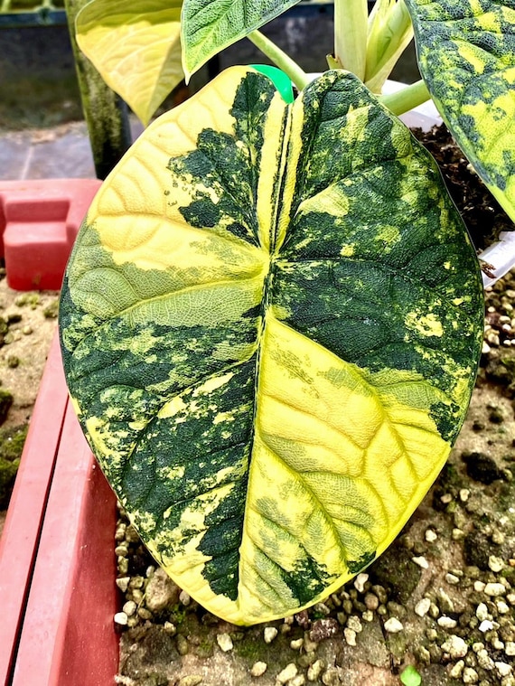 観葉植物 YO262 アロカシア・メロ オーレア斑入りAlocasia Melo Aurea
