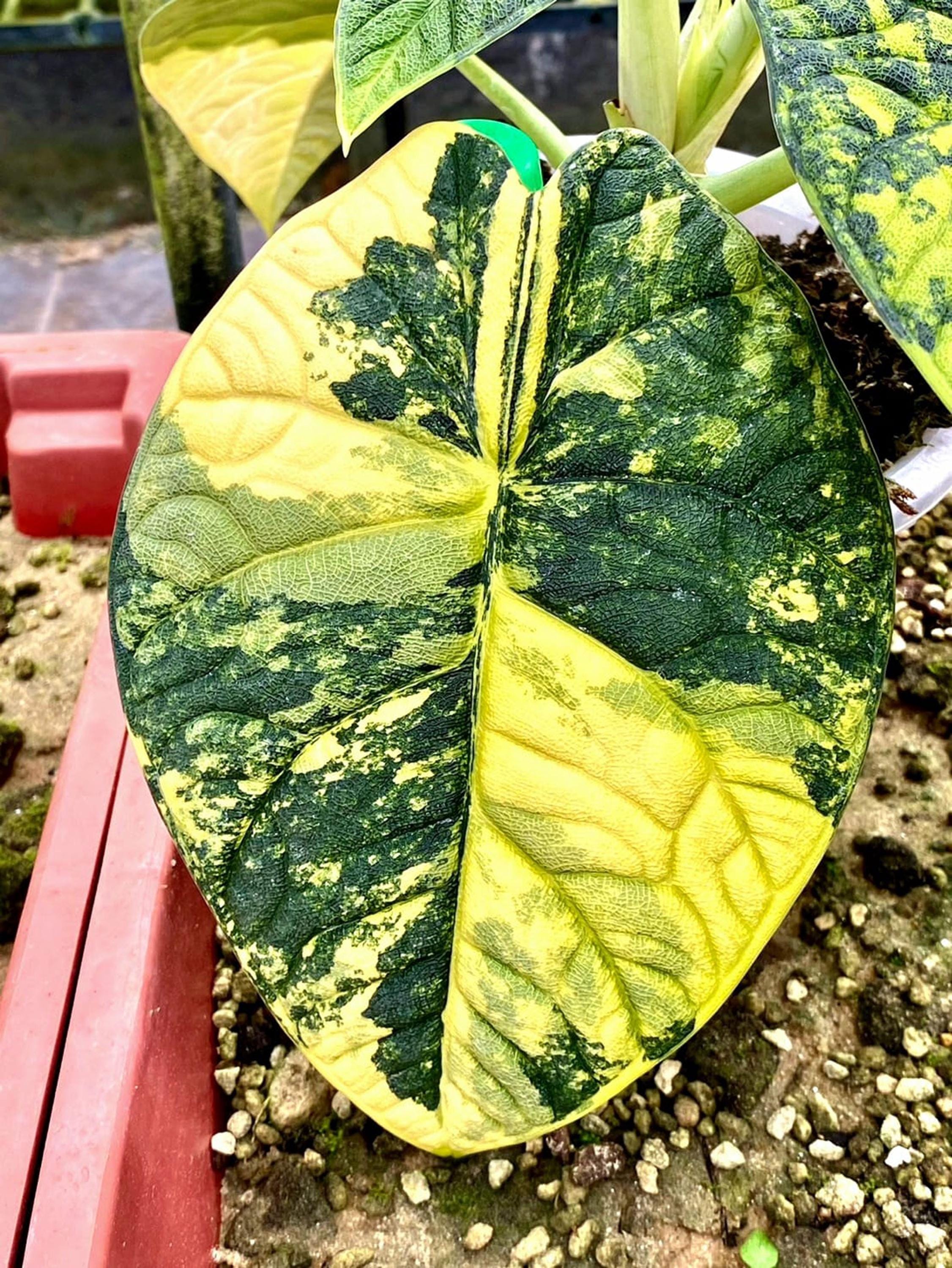 YO612Alocasia Melo Albo Variegated アロカシア メロ アルボ 斑入り