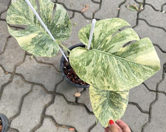 Variegated Legacy Monstera Deliciosa | 6