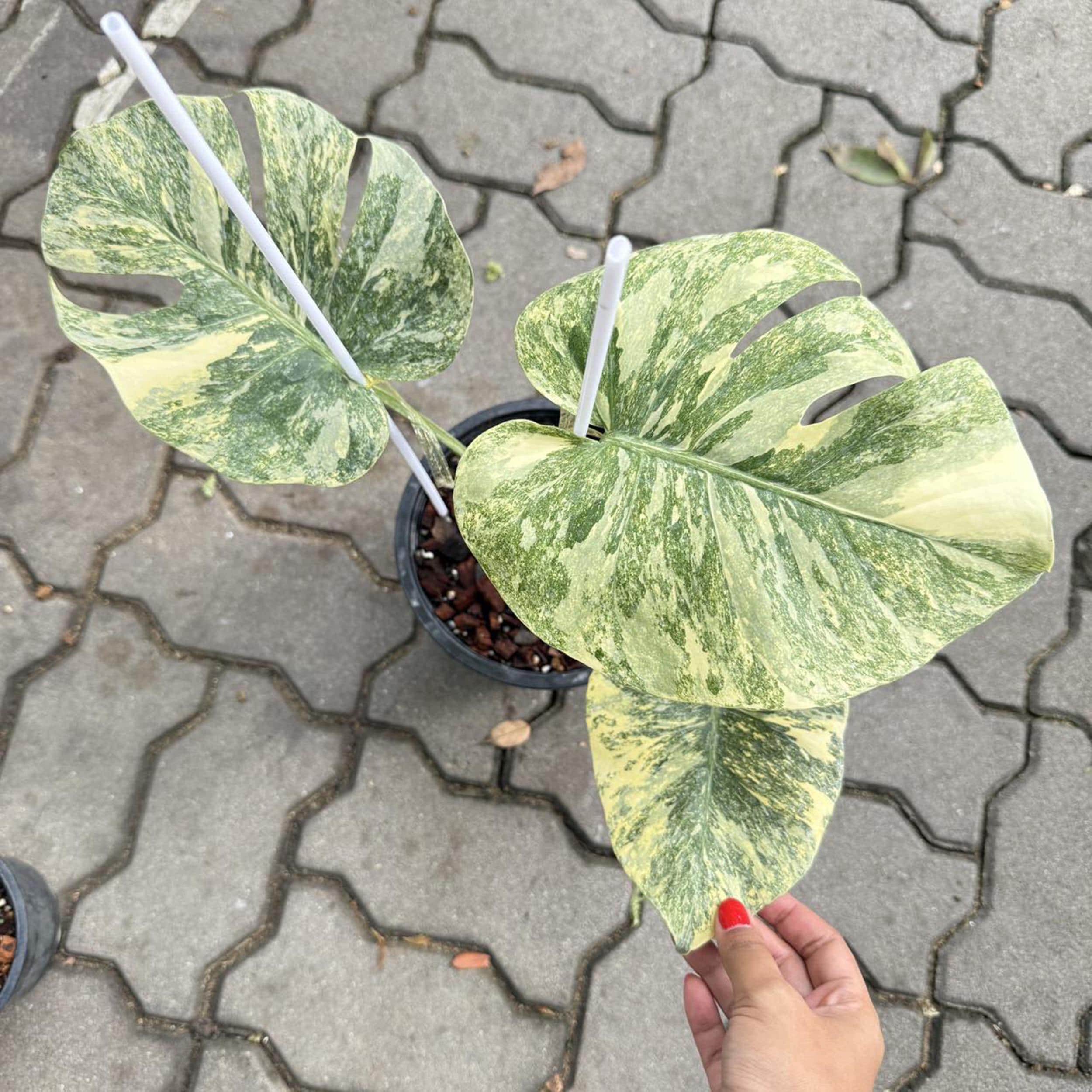 Variegated Legacy Monstera Deliciosa | 6