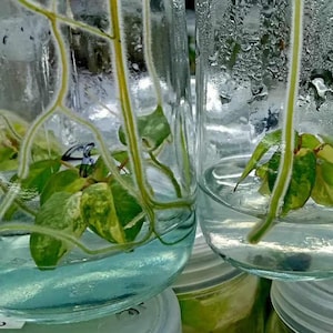 Philodendron Billietiae Variegated Tissue Culture - High variegation Grower&#39;s choice (1 Plant/Glass Bottle, Bag) + care instructions
