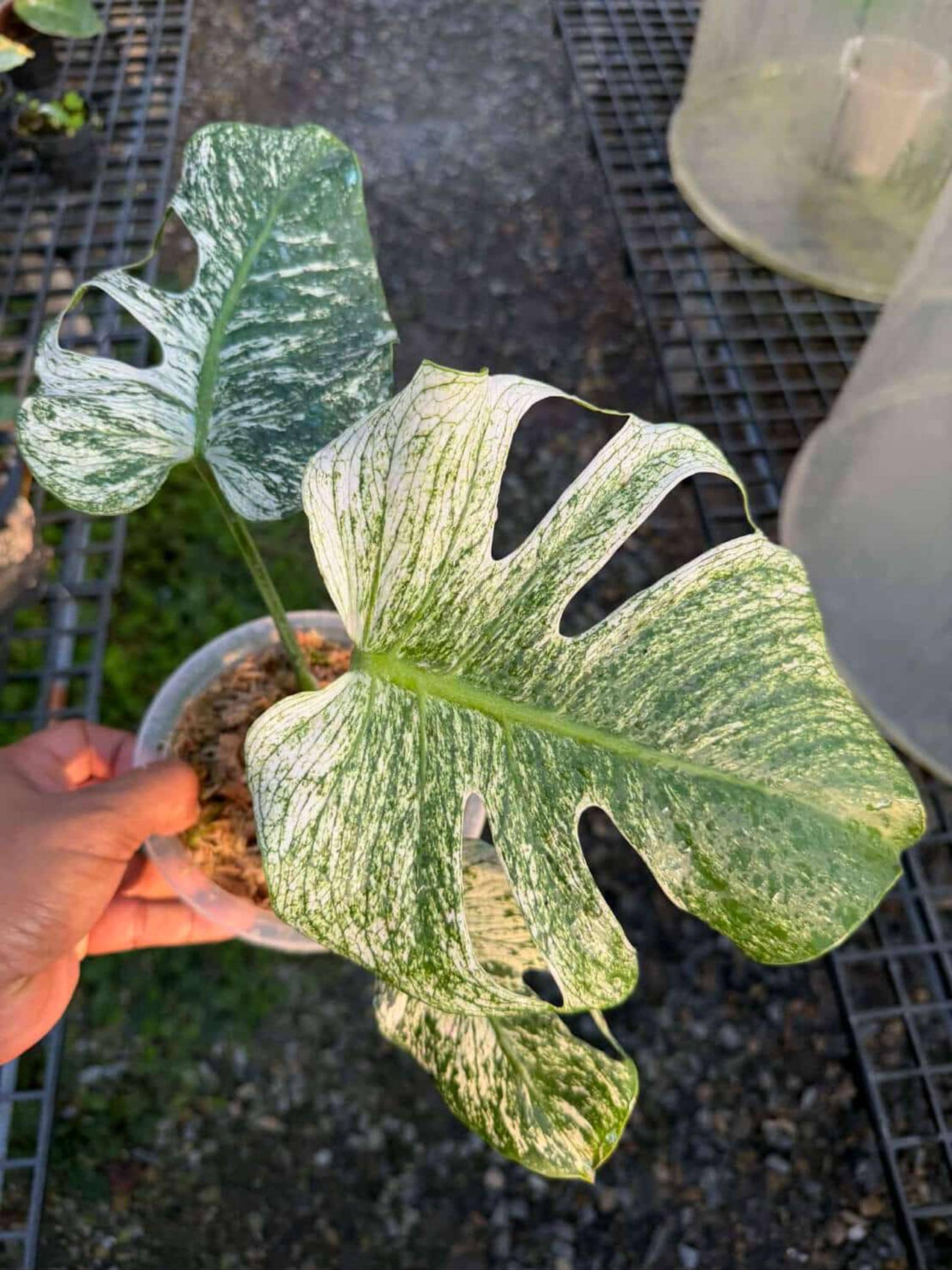 Monstera green snow - Etsy 日本