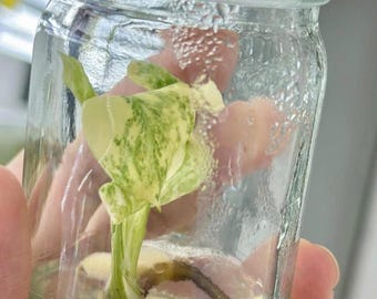 斑入りモンステラレガシー - 組織培養希少植物 - Etsy 日本
