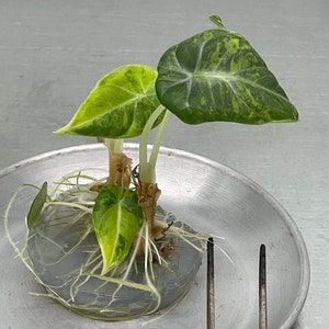 Alocasia black velvet golden variegated Tissue Culture - High variegation Grower&#39;s choice (1 Plant/Glass Bottle, Bag)