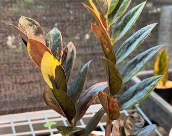 Exact Zamioculcas Zamiifolia Raven Black Pink Orange Variegated large one, Rare plant