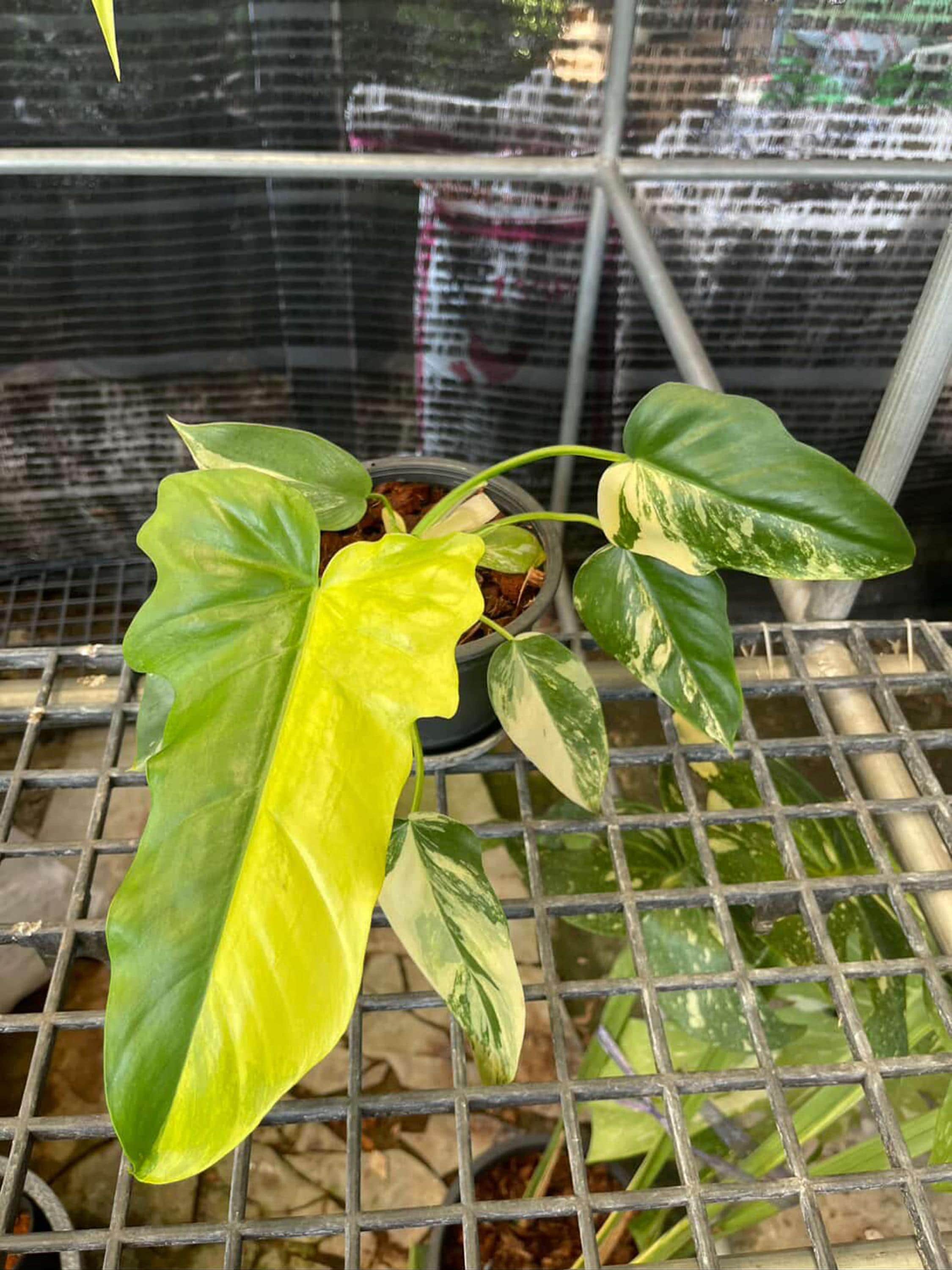 Philodendron Selloum Variegated - Etsy Canada