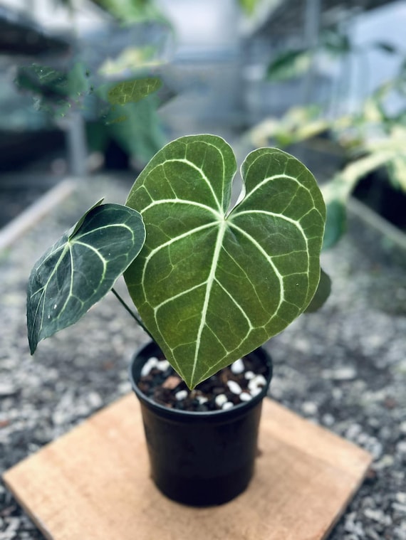 Anthurium Clarinervium Dark Form Starter Plant - Grower's Choice