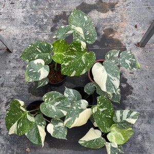 5x Monstera Thai Constellation Variegated 4&quot; pot well variegation