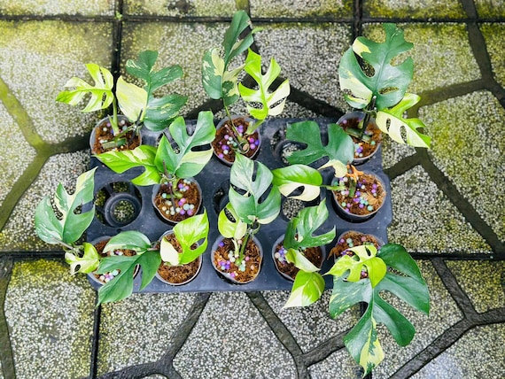 Rhaphidophora Tetrasperma Variegated | Mini Monstera Ginny