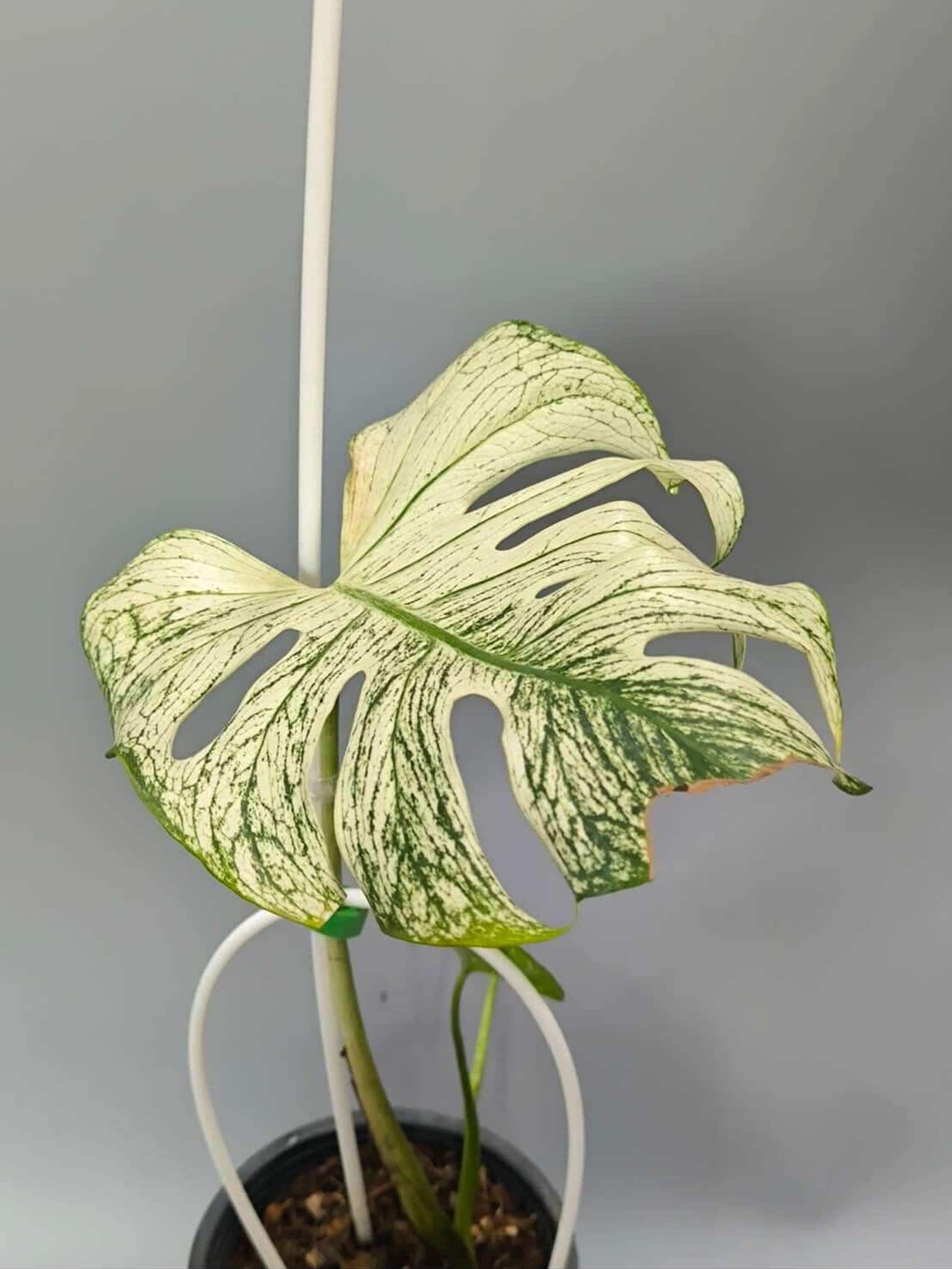 Variegated Monstera Devil Monster, 6