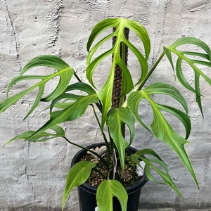 Monstera Burle Marx Flame Starter Plant | Seedlings rare plant