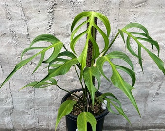 Monstera Burle Marx Flame Starter Plant | Seedlings rare plant