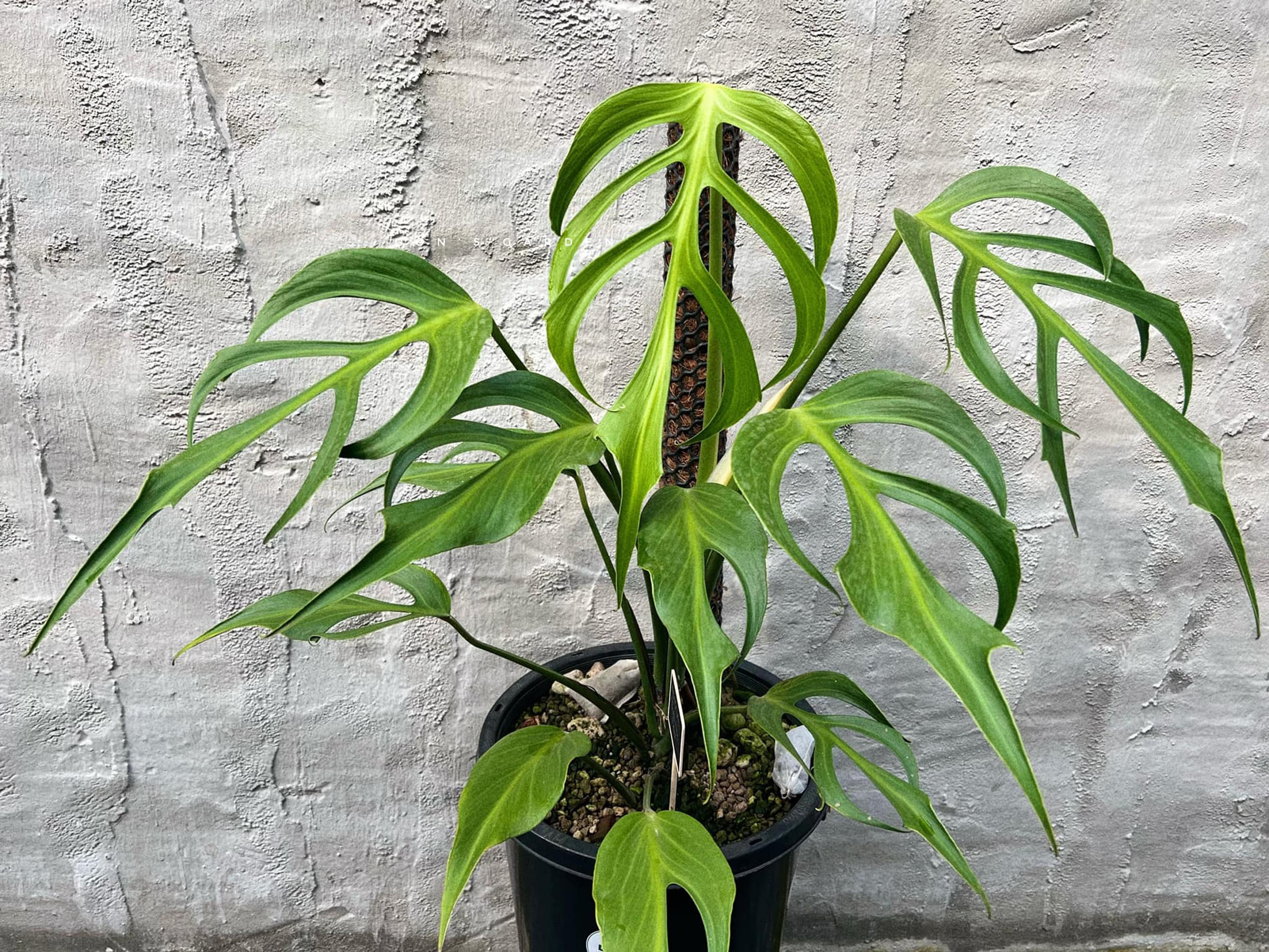 Monstera Burle Marx Flame Starter Plant | Seedlings Rare Plant - Etsy