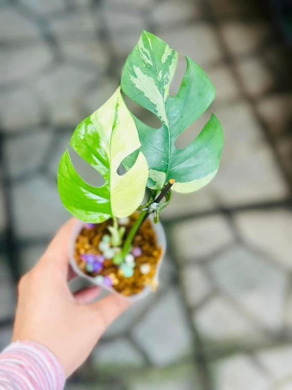 Rhaphidophora Tetrasperma Variegated | Mini Monstera Ginny