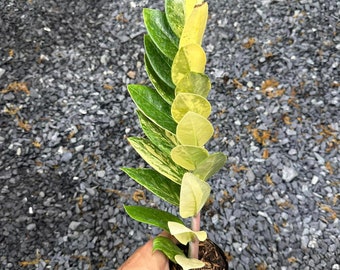 calathea vs philodendron Fuzzy Petiole Philodendron  Plant Detectives