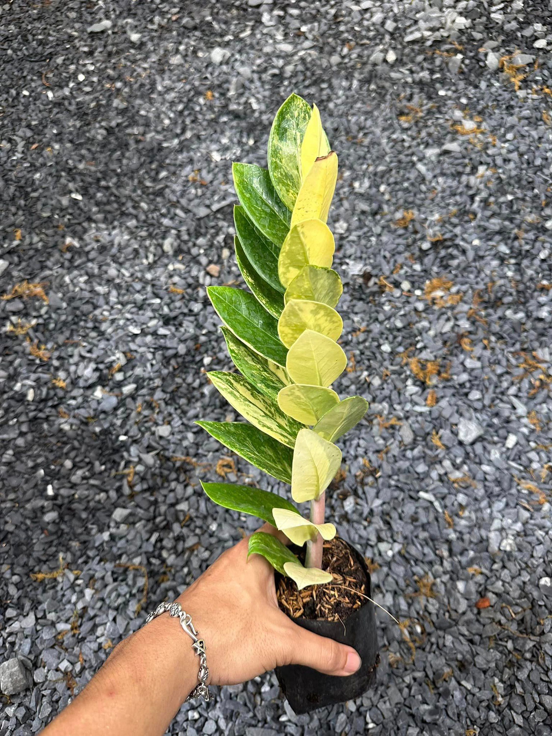 多彩な ZZ プラント、ザミオクルカス ザミイフォリア、珍しい屋内植物