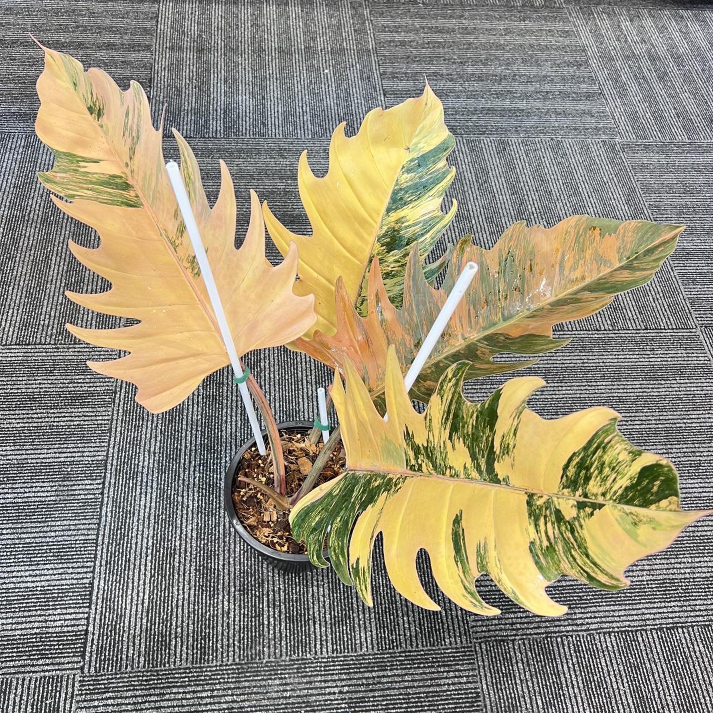 フィロデンドロン キャラメルマーブル 斑入り植物 | 珍しい3～4枚の葉