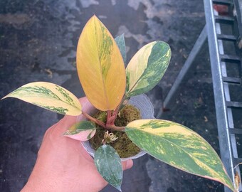 Variegated Philodendron Red Congo, 3" Potted Plant - Etsy