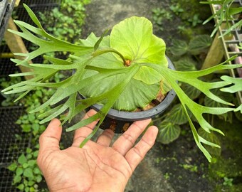 Platycerium 'Coronarium cv. Thin', 6" pot