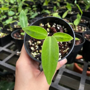 Anthurium warocqueanum Queen Starter Plant - Au choix du producteur