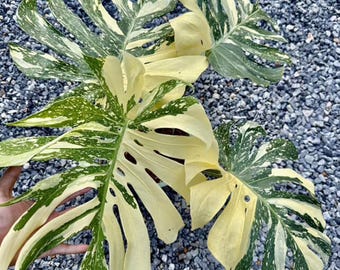 Monstera Aurea Marmorata Tricolor, bunte 15 cm Pflanze - Etsy sterreich