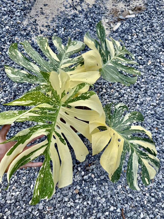 Variegated Monstera 