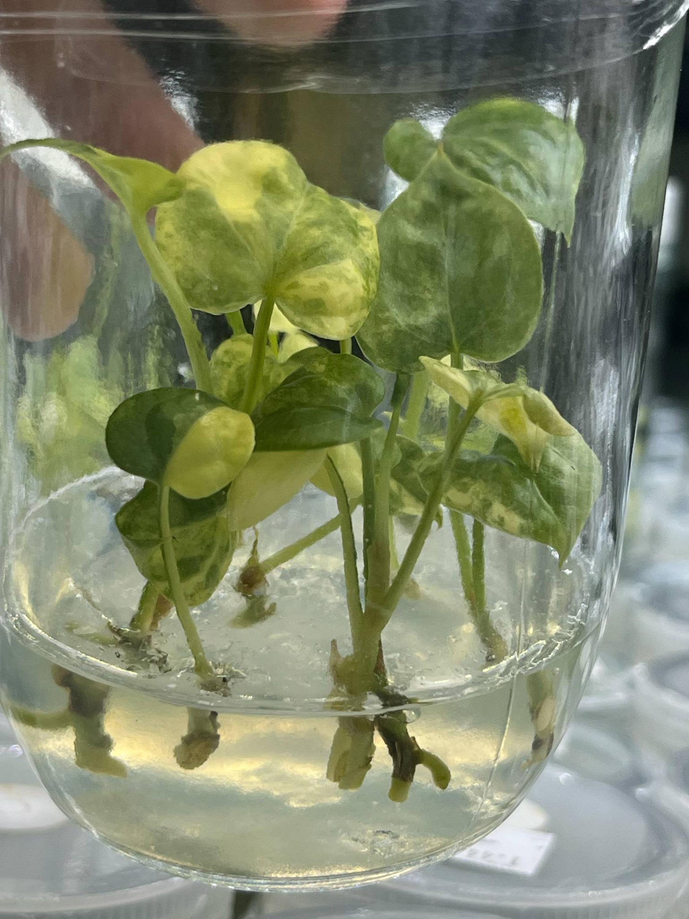 アンスリウム・クラリネルビウム 斑入り 希少植物 - 組織培養（植物1株