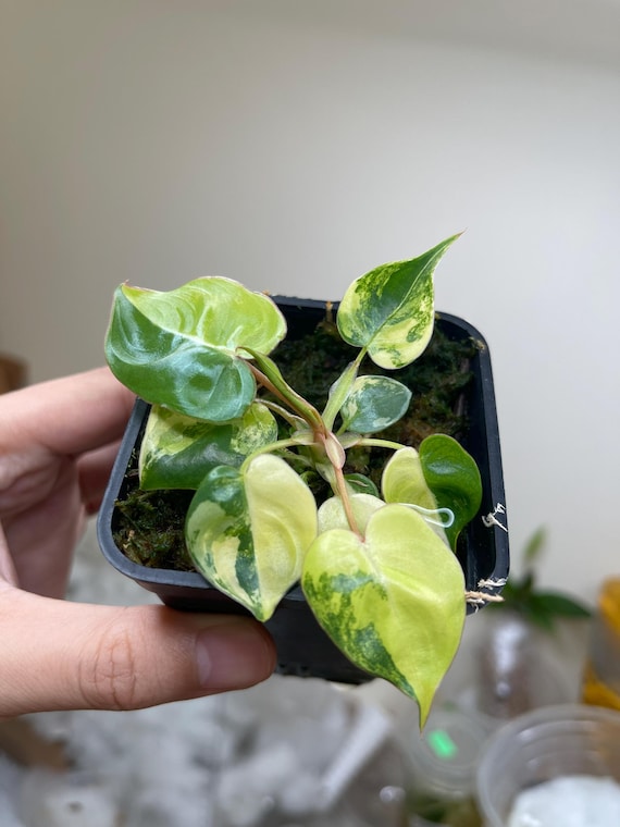 Philodendron Billietiae Variegated 4" Plant, Well Variegation Seedlings  Grower's Choice - Etsy