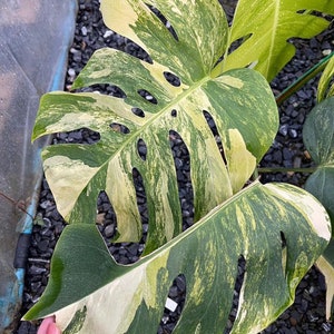 May include: A variegated Monstera Deliciosa plant with large, green and white leaves. The leaves have a distinctive pattern of white and green variegation.