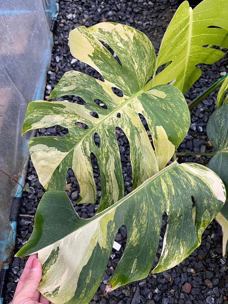 May include: A variegated Monstera Deliciosa plant with large, green and white leaves. The leaves have a distinctive pattern of white and green variegation.
