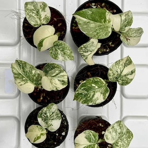 Monstera legacy - Etsy 日本