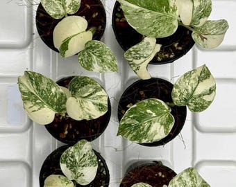 Legacy Variegated Monstera Deliciosa | Set of 6 Starter Plants