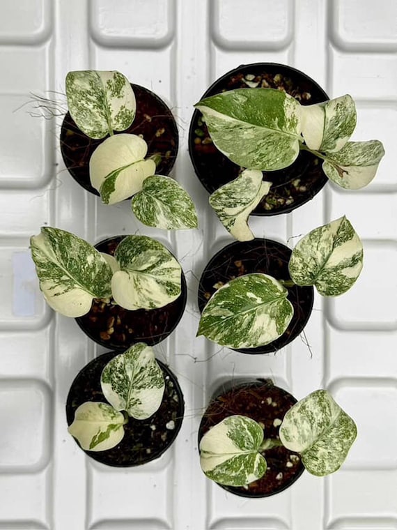 Legacy Variegated Monstera Deliciosa | Set of 6 Starter Plants - Etsy