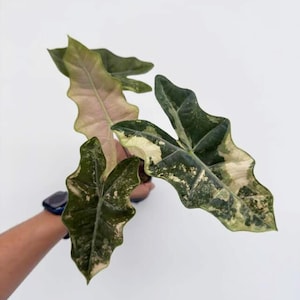 Brokig rosa Alocasia-växt | Alocasia pseudo sanderiana, 10 cm kruka