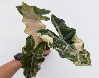 Variegated Pink Alocasia Plant | Alocasia pseudo sanderiana, 4" Pot