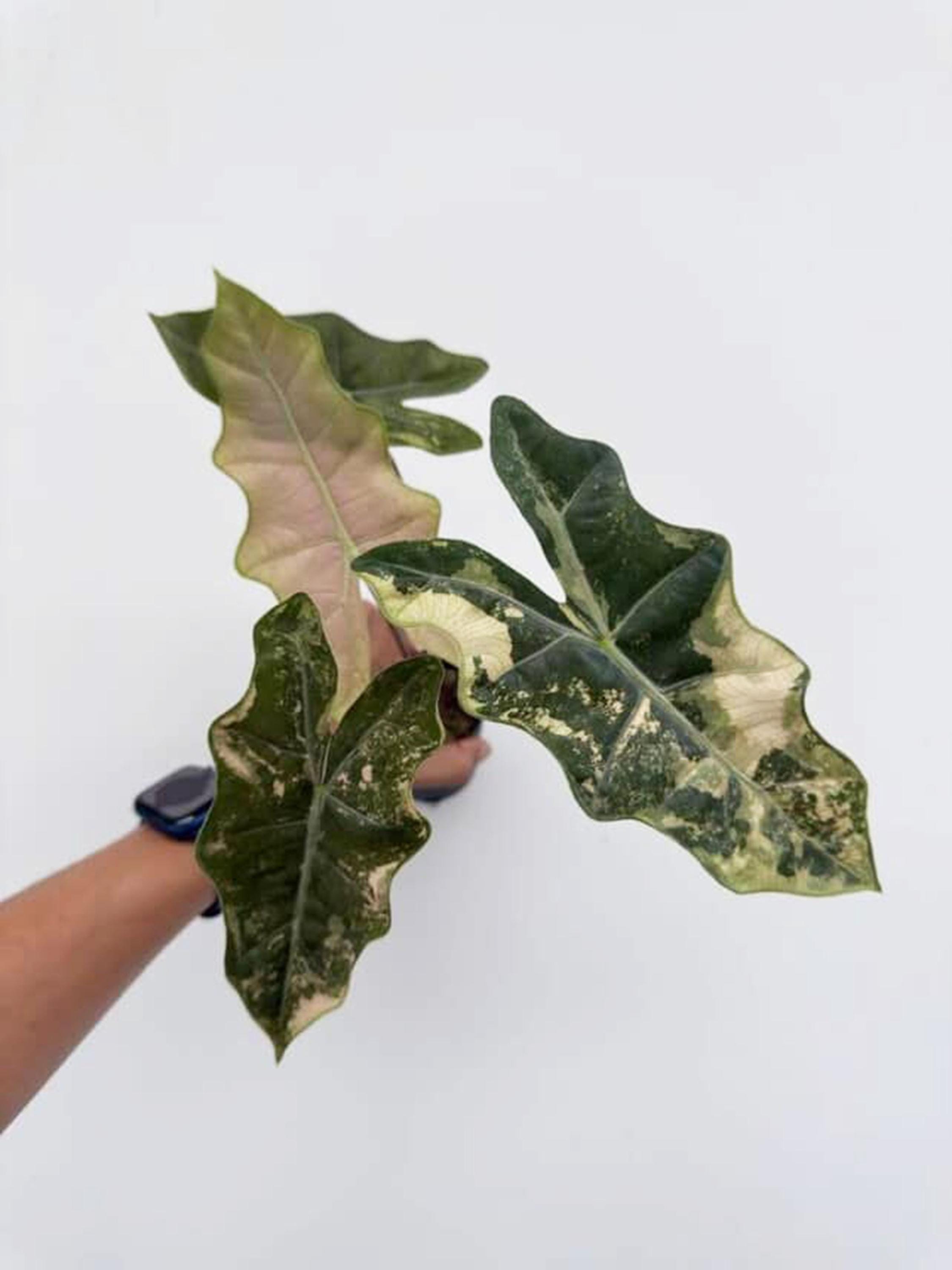 Alocasia watsoniana pink variegated - Etsy 日本
