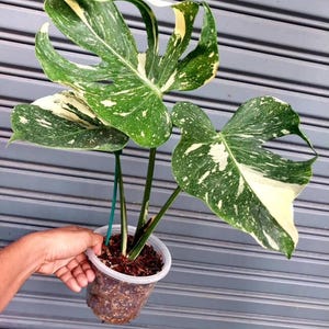 Monstera legacy - Etsy 日本